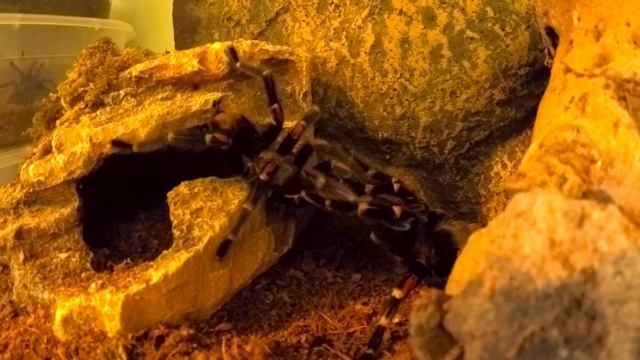 Brachypelma auratum - Mexican flame knee tarantula breeding - Tarantulas for sale in Ireland смотреть онлайн