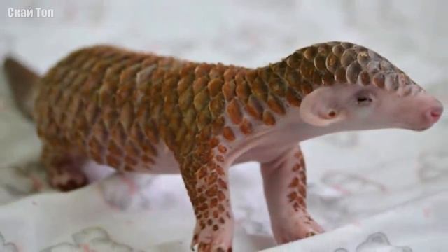 ПАНГОЛИН в Деле... Неуязвимый Зверь-Шишка... смотреть онлайн