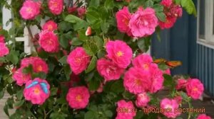 Роза канадская плетистая Вильям Баффин ? Вильям Баффин обзор: как сажать, саженцы розы Вильям Баффи