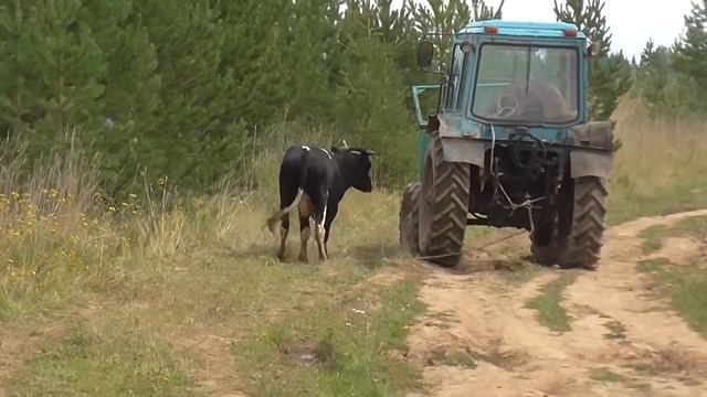 СВОБОДУ КРУПНОРОГАТОМУ СКОТУ!!!!!!!!!!!