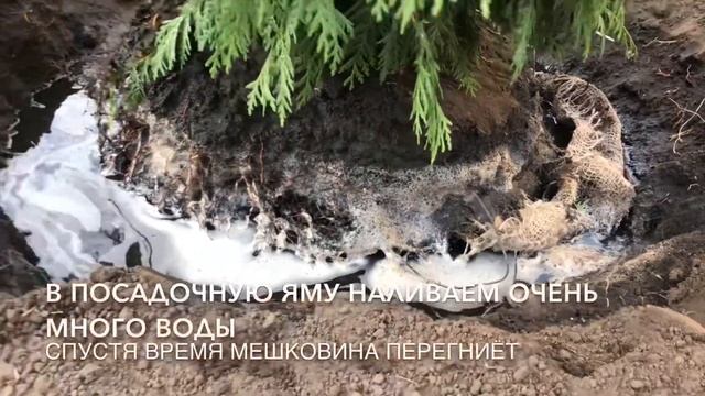 Посадка крупномера/ растение с комом / Посадка хвойных/ ландшафт на Волге/ ландволга/прикорневой ко смотреть онлайн