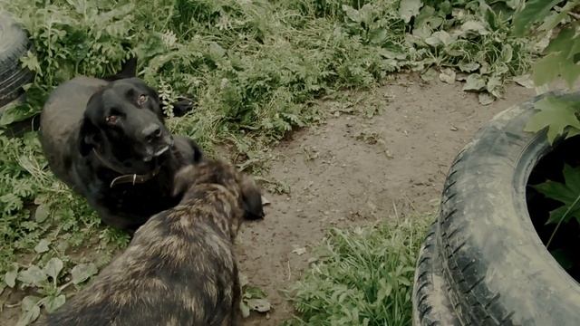 Отказали задние лапы( смотреть онлайн