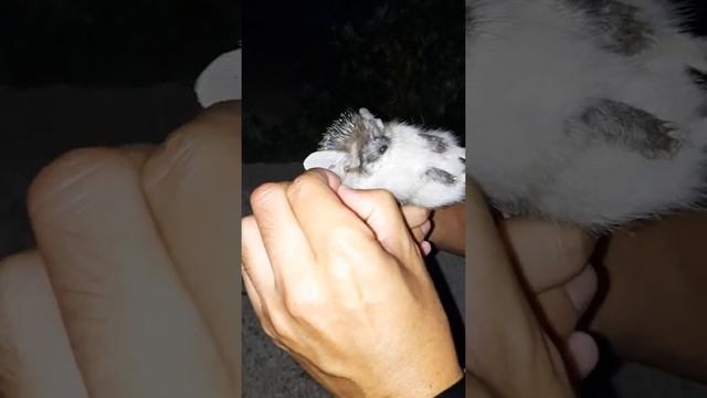 Толстый клещ на маленьком еже смотреть онлайн