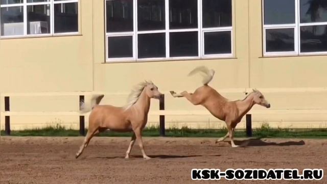 Арабские лошади Созидателя смотреть онлайн
