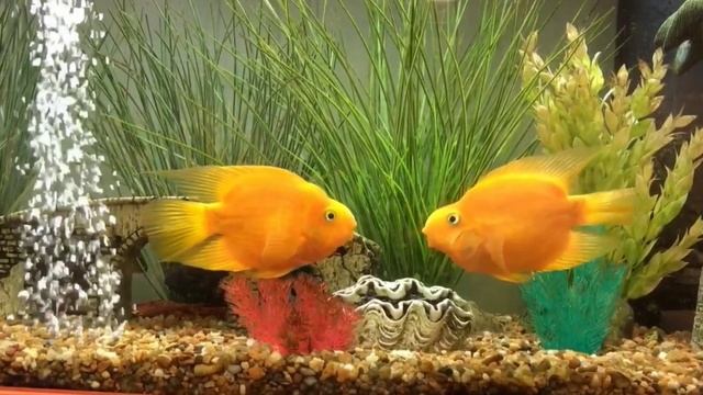 Весело и забавно! Целующиеся рыбки. смотреть онлайн