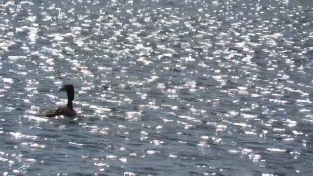 Чомга - перелетная птица смотреть онлайн