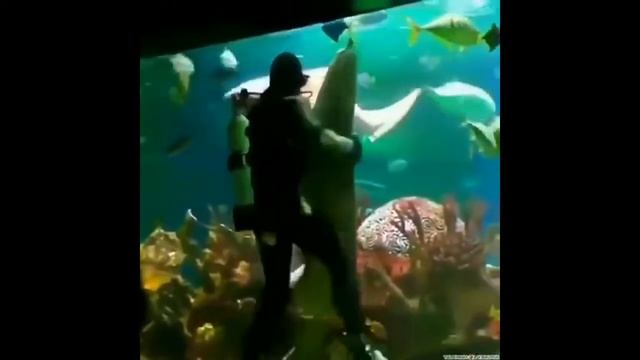 Tango With Sharks смотреть онлайн
