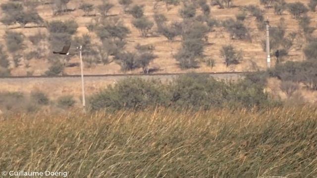 Cinereous Harrier (Circus cinereus) | Vari ceniciento | Laguna Batuco (CHILE) смотреть онлайн