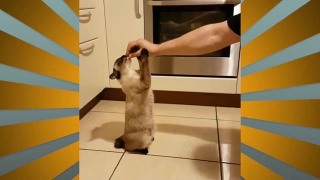 Меконгский бобтейл ДАРЧИ смотреть онлайн