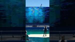 США. Дельфинарий в Майями. Seaquarium in Miami