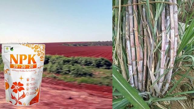 Npk 20:20:20 का जबरदस्त कमाल फसलों पर ।। NPK 202020 ।। Water Soluble Fertilizer ।। Npk Benefits। Np