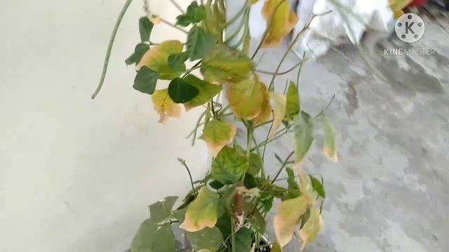 How To Grow Long Beans/Lobiya/Barbati смотреть онлайн