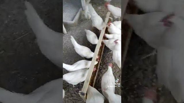 Очень полезная Мешанка для кур несушек смотреть онлайн