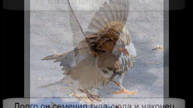 Воробей - павлин смотреть онлайн