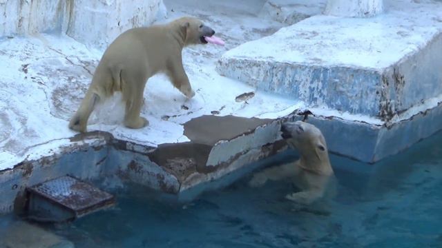 【シロクマの１分動画#31】ママに💗盗まれる⁉シロクマのホウちゃん【天王寺動物園】 смотреть онлайн