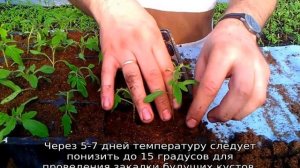 Томат Крайний север: характеристика и описание сорта