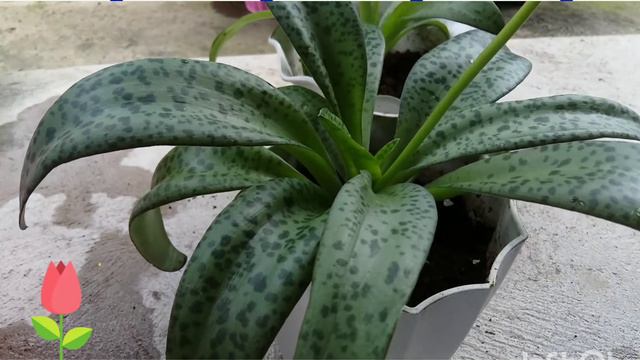Let's Plant a Forever Rich Plant and We Will also be Forever Rich!!!😊✌/Marjean Arconba смотреть онлайн