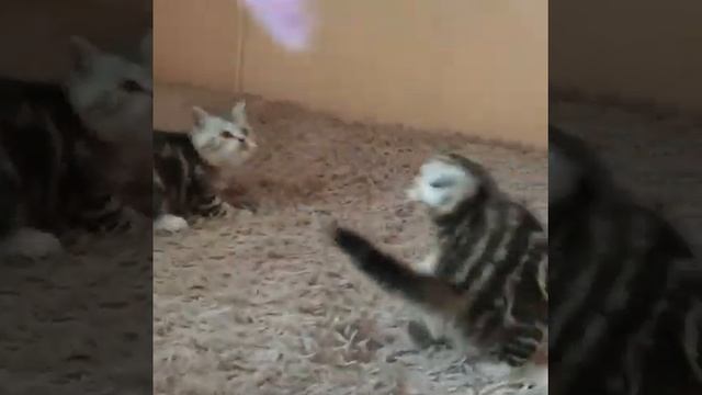 Котята породы Египетская МАУ смотреть онлайн