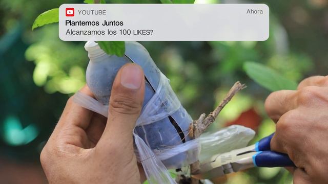 Reproducción de Hibisco desde Esquejes | Como Enraizar Ramas de Hibiscus смотреть онлайн