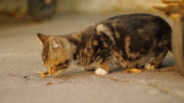 Котята бесплатно - Кишинев