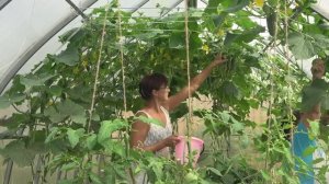 6 соток 26 июля 2023 года.  Хроника.