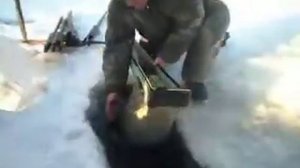 Как ловят бормаша.