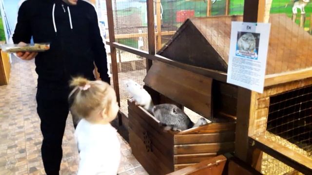 GABY и ТИГРОВЫЙ ПИТОН смотреть онлайн