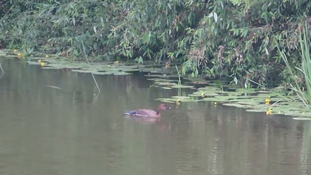 №2414 14 07 2022 На реке смотреть онлайн