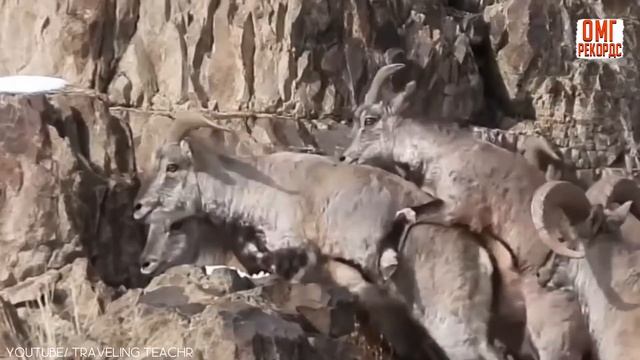 ? ЖИВОТНЫЕ-РЕКОРДСМЕНЫ. Топ 10 животных с самыми большими рогами смотреть онлайн