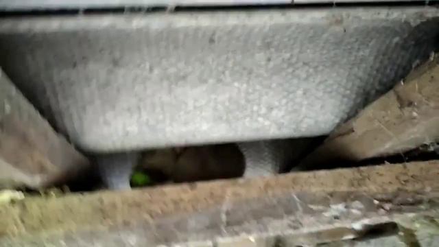 Мышь и крысы в главных ролях ) смотреть онлайн