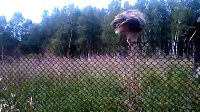 2012 Филин на даче смотреть онлайн