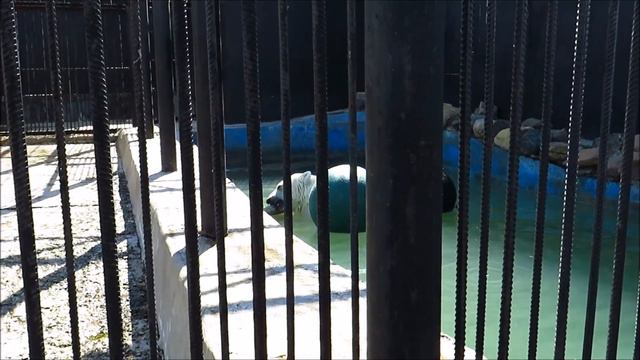 Медведица Марфа с утра покушала мясо, а в обед поймала рыбу 10.08.2022. Красноярск "Роев ручей" смотреть онлайн