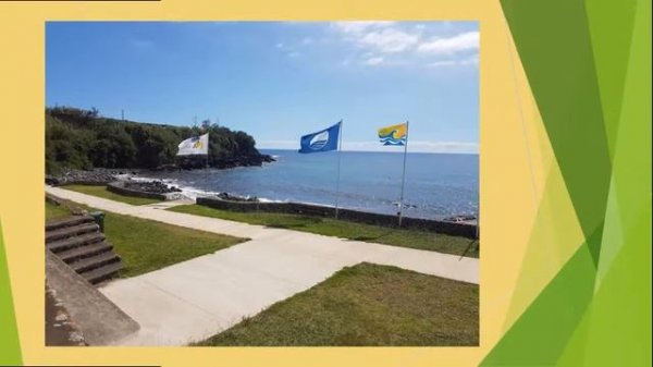 Dragoeiro - Dracaena draco