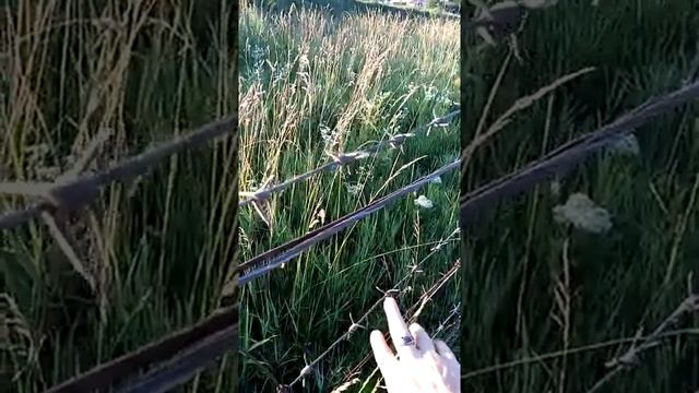 Сонник Колючая проволока во снах.mp4 смотреть онлайн