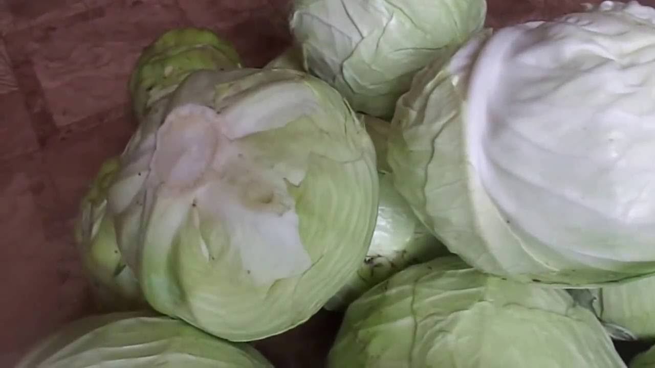 Отличный Способ Хранения Капусты в Свежем Виде До Весны. смотреть онлайн