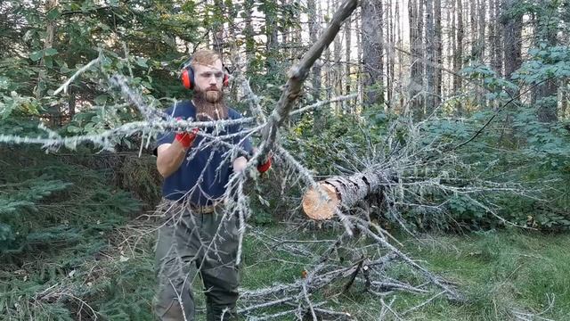 Husqvarna 455 Rancher Chainsaw Review Cutting Felling Trees Unboxing смотреть онлайн