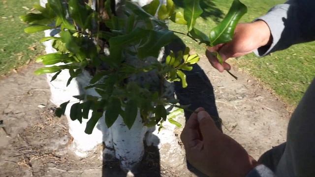 How to Identify Different Leaves Using: Structure, Types, and Shapes смотреть онлайн