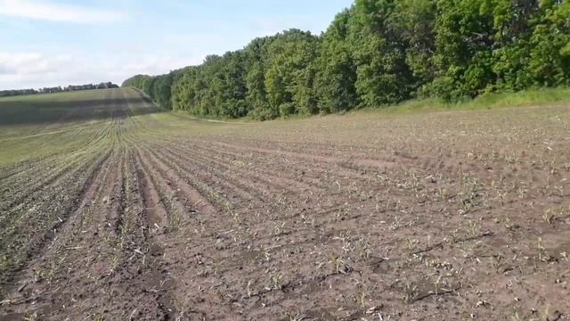 Кукуруза Галатея. Листкове підживлення смотреть онлайн