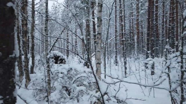 Winter Forest Walking In Snow In Finland