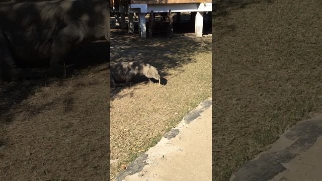 Вот он знаменитый Комодский варан - самая большая ящерица. #shorts #komodo смотреть онлайн