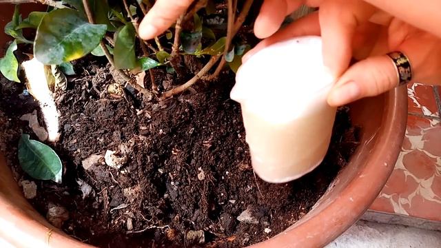 Hierro Poderoso Para Plantas Y Quita Hojas Amarillas