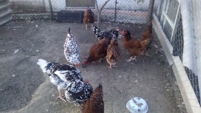 ЛИВЕНСКИЕ СИТЦЫВЫЕ КУРЫ! ЛУЧШАЯ ПОРОДА КУР19 вересня 2019 р. смотреть онлайн