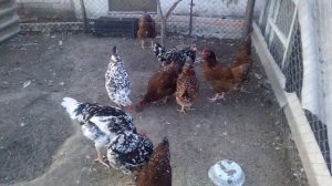 ЛИВЕНСКИЕ СИТЦЫВЫЕ КУРЫ! ЛУЧШАЯ ПОРОДА КУР19 вересня 2019 р.