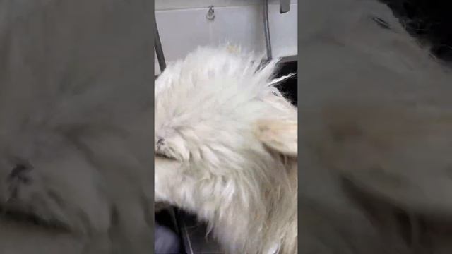 Вычесываем Самоеда смотреть онлайн