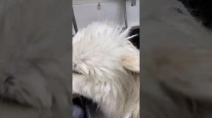 Вычесываем Самоеда