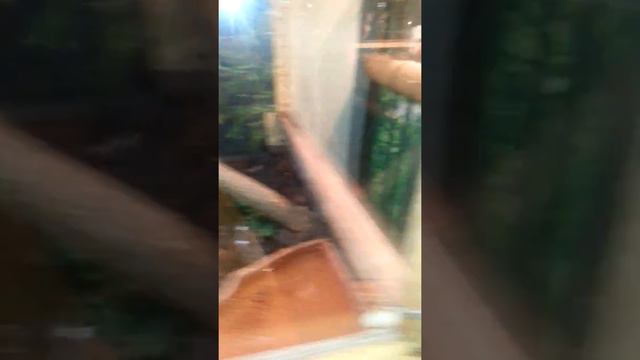 ЗООПАРК В БИШКЕКЕ. смотреть онлайн