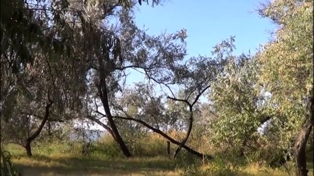 Осенний парк смотреть онлайн