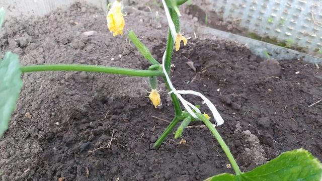 Обзор теплицы. Огурцы, Сладкий перец. Уход, подкормки. смотреть онлайн