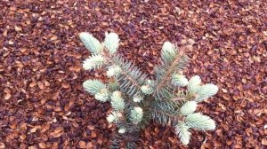 Ель колючая Белобок Picea pungens Bialobok Цветение