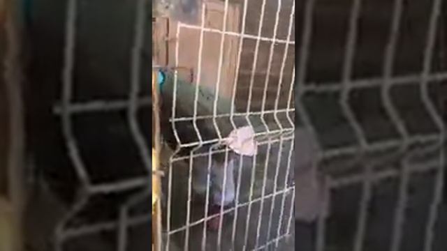 Выпуск Альфы после гона или Нападение будет смотреть онлайн